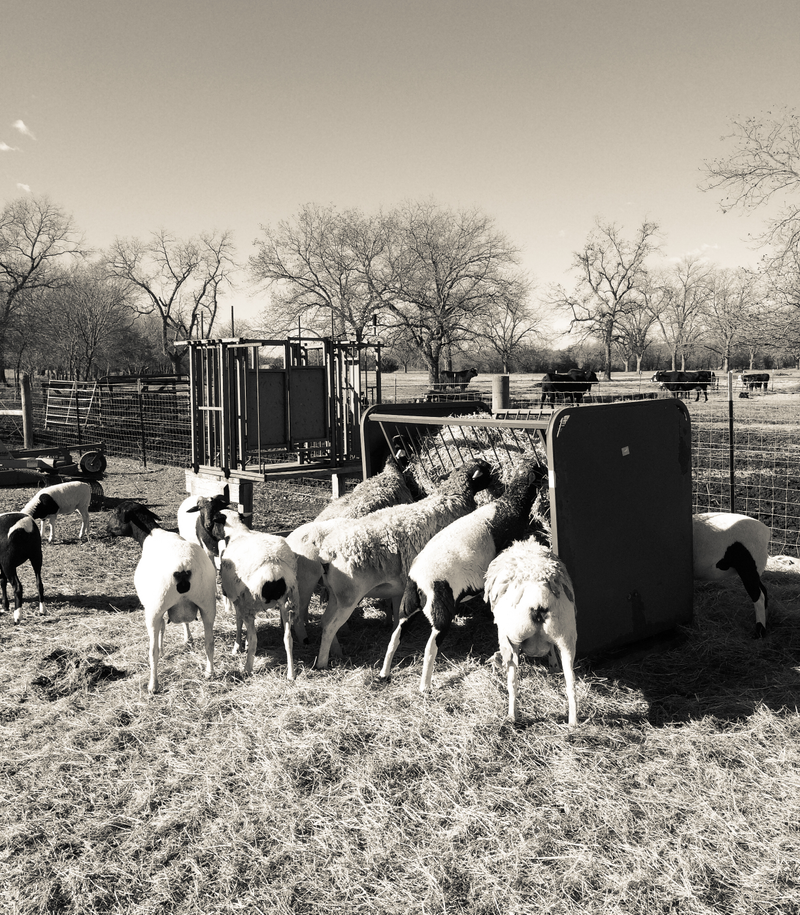 Illustration for article titled Texas